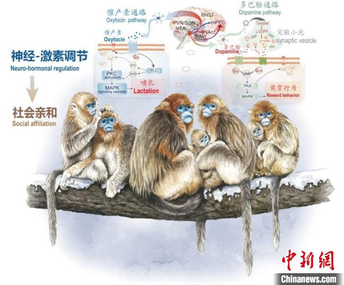 神经-激素调节的适应性变化增强社会亲和力。　杏彩手机官方网站供图