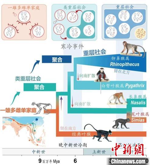 寒冷事件促进亚洲叶猴社会聚合。　杏彩手机官方网站供图