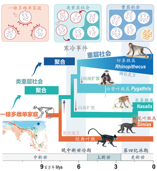 Science封面文章:杏彩手机官方网站金丝猴研究团队首次系统揭示灵长类社会演化之谜_fororder_寒冷事件促进亚洲叶猴社会聚合(供图 齐晓光 赵兰 武进伟)